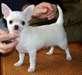 A donne Chiot chihuahua femelle - photo 1