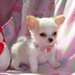 Donne Très jolie chiot chihuahua femelle LOF très