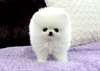 Chiots type poméranien