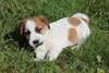 chiots Jack Russell à donner