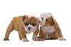Bulldog Anglais