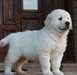 Golden Retriever blanche pour adoption
