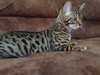 Belle chaton bengal &#224; la recherche d'une belle ma - photo 1