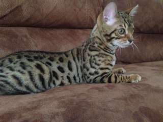 Belle chaton bengal &#224; la recherche d'une belle ma