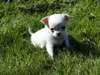 Femelle chihuahua à donner