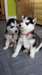 Pure Race complète Pedigree Sibérie Husky Pups