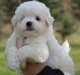 a donner chiot type bichon maltais non lof