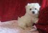 CHIOTS BICHON MALTAIS A VENDRE