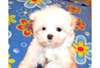 je donne mes chiots bichon maltais