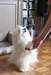 SUPERBE CHIOTS BICHON MALTAIS