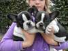Deux adorables chiots bulldog fran&#231;ais pour adopti - photo 1