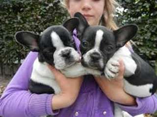 Deux adorables chiots bulldog fran&#231;ais pour adopti