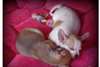 a donner Superbes chiots chihuahuas non Lof - photo 1