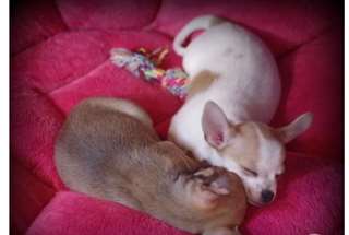a donner Superbes chiots chihuahuas non Lof