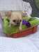 En adoption adorable chiot chihuhua de pure race,