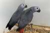 Perroquet gris du Gabon - photo 3