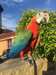 perroquets Ara Catalina. - photo 1