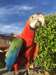 perroquets Ara Catalina. - photo 2