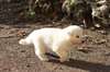 chiot  type Berger Blanc Suisse femelle  a donner
