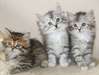 Chatons type sibérien non lof