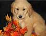 Golden Retriever chiots