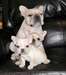 chiots Bulldog français enregistré (702) 381-3490 