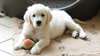chiots Golden Retriever pour adoption