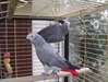 Magnifique perroquet gris du gabon - photo 1