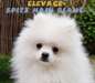 Chiot male spitz nain blanc - LOF - 1800€