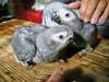 Perroquets gris d"afrique disponibles