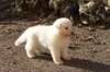 chiot  type Berger Blanc Suisse femelle  a donner