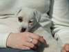 A donner chiot type jack Russell contre bon soin