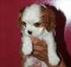 a donner chiot  Cavalier King Charles