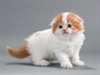 jolis chatons Scottish Fold hommes et femmes à ven