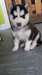 Adorable chiots husky pour adoption - photo 1