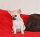 a donner chiot type chihuahua femelle - photo 1