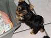 A Donner Chiot Yorkshire Toy