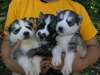 Magnifiques chiots Husky Sib&#233;rien pour adoption - photo 1