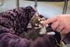 chiot chihuahua femelle non lof a donn&#233; - photo 1