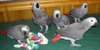 Africaine perroquet gris Congo pour adoption. - photo 1