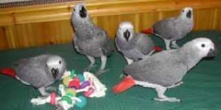 Africaine perroquet gris Congo pour adoption.