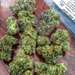 Ne vous inquiétez pas être heureux! Smoke marijuan