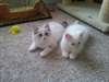 Deux beaux chatons Ragdoll pour Adoption Accueil