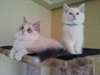 Deux beaux chatons Ragdoll pour Adoption Accueil - photo 2