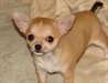Chiot Chihuahua poil court Pure Race M&#226;le &#224; donner - photo 1