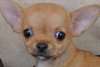 Chiot Chihuahua poil court Pure Race M&#226;le &#224; donner - photo 2