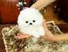 Chiots Pomeranian teacup.