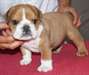 Chiot type bouledogue americain a donner