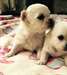 Schattige mini Chihuahua Puppies