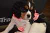 Adorables chiots king charles cavalier